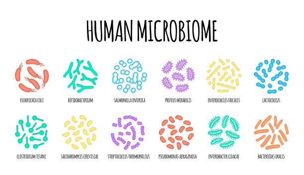 細菌種のヒトマイクロバイオームの説明図。ベクター画像。胃腸 科。ビフィズス菌、乳酸菌。乳酸菌。フラット スタイルのイラスト。 - staphylococcus epidermidis点のイラスト素材／クリップアート素材／マンガ素材／アイコン素材