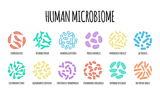 Human microbiome illustration of bacterial species. Vector image. Gastroenterologist. Bifidobacteria, lactobacilli. Lactic acid bacteria. Illustration in a flat