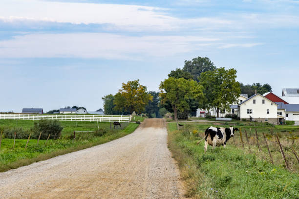 istock A dairy cow in the roadway 1428714755