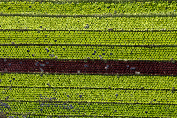 Salad planting in aerial view in northern France