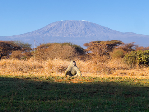 Baboon posing in front of the Kilimanjaro mountain, Tanzania