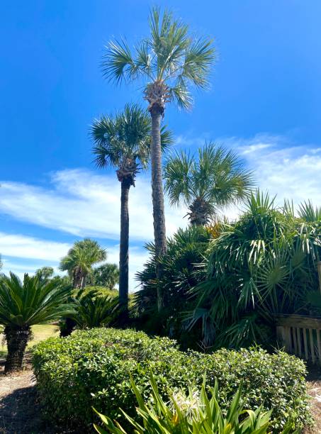 istock Palm trees against a background of a blue sky 1428722398