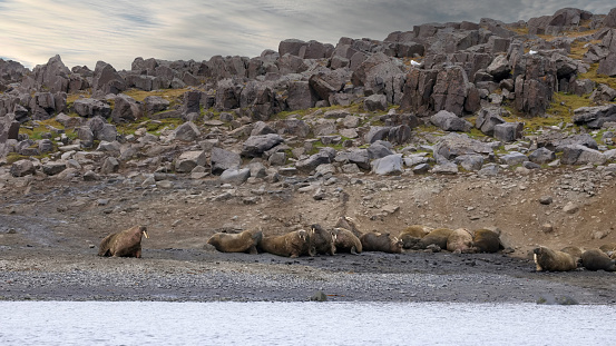 Svalbard walruses.  Despite 50 years of protection, walrus numbers are still low in Svalbard and they remain on the Norwegian National Red List.