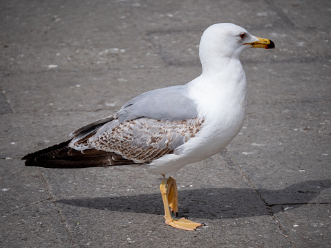 Seagull standing on sidewalk in Venice squere