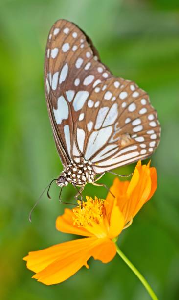 istock Butterfly drinking juice from yellow flower pollens. 1428728616