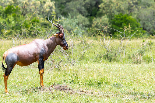 portrait of a male kudu in africa