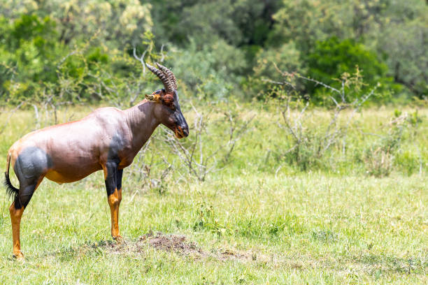 topi antelope watching position at wilderness - masai mara national reserve masai mara topi antelope imagens e fotografias de stock