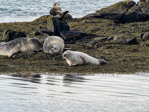 seals on the Irish reef