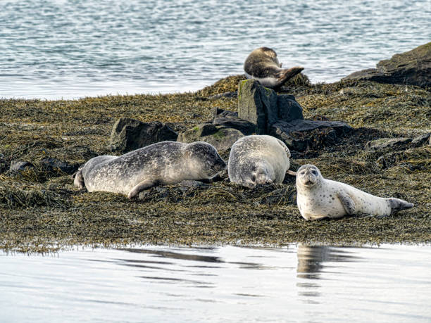 istock seals on the Irish reef 1428730418