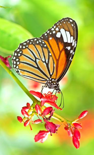 istock Butterfly drinking juice from red flower. 1428730604