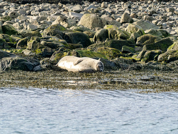 istock seals on the Irish reef 1428730605