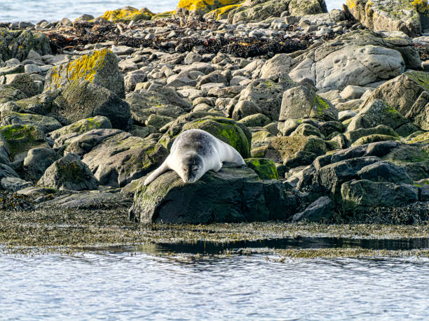 istock seals on the Irish reef 1428730616