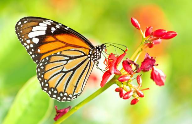istock Butterfly drinking juice from red flower. 1428730639