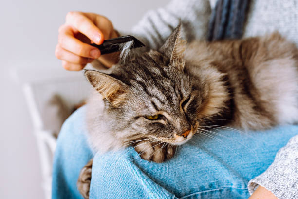 istock owner combs out shaggy big gray cat lying on lap 1428730654
