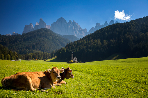 Domestic Cattle, Cow, Italy, Milk, Trentino