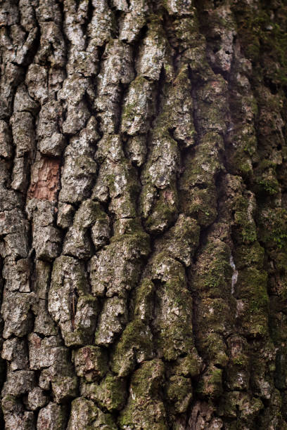 istock Close up of tree crust with vegetation on it during autumn 1428733042