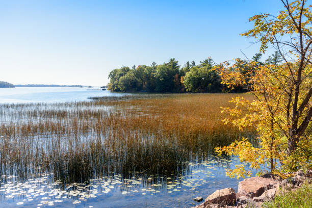 Riverside wetland on a clear autumn morning. Thousand Islands, St. Lawrence River, ON, Canada.