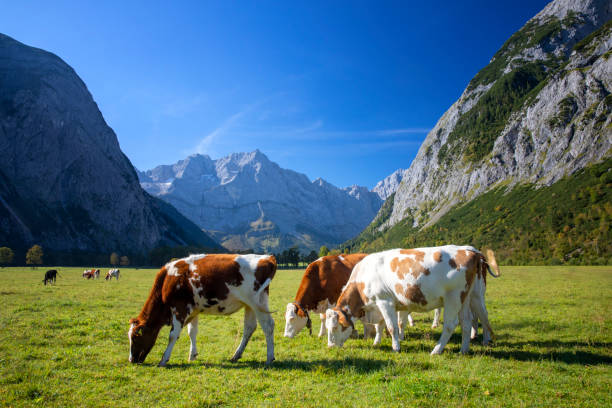 vacas felices en un prado alpino en los alpes - cencerro fotos fotografías e imágenes de stock