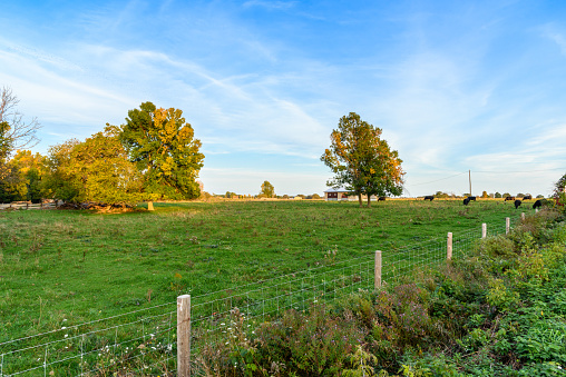 Cattle grazing on rough grassland at sunset. Wolfe Island, ON, Canada.