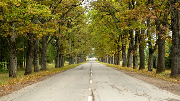 istock asphalt road with beautiful trees on the sides in autumn. 1428734495