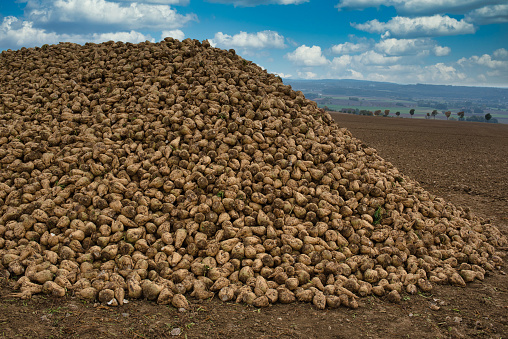 field with sugar beet roots after harvesting