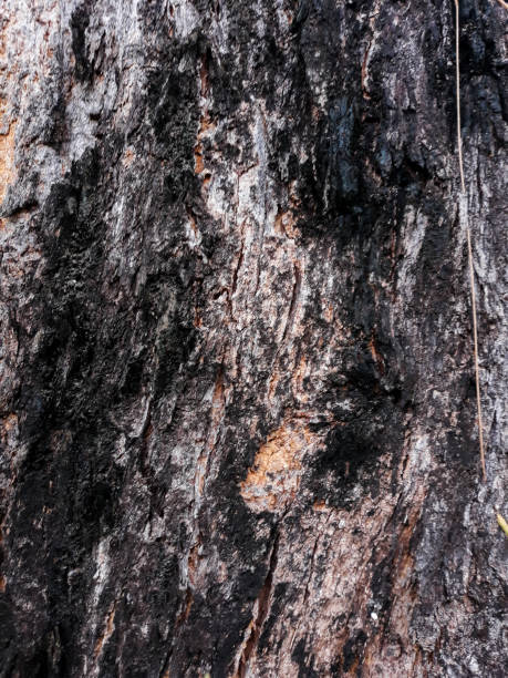 photo of the beautiful outer wood bark texture - coating outer layer 個照片及圖片檔