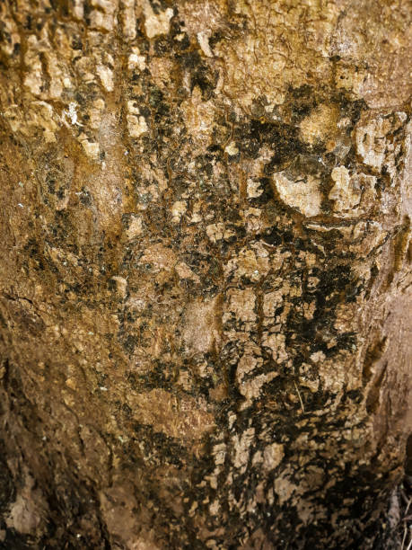 Photo of the beautiful outer wood bark texture Photo of the beautiful outer wood bark texture coating outer layer photos stock pictures, royalty-free photos & images