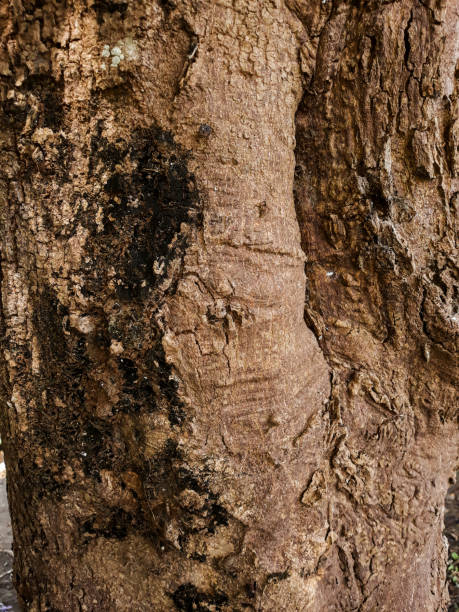 Photo of the beautiful outer wood bark texture Photo of the beautiful outer wood bark texture coating outer layer photos stock pictures, royalty-free photos & images