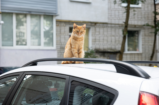 Red cat sits on the roof of the car. The car is parked in the courtyard of a residential building.