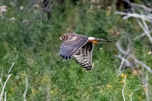Northern Harrier female flying low looking for mice in northern Montana USA.