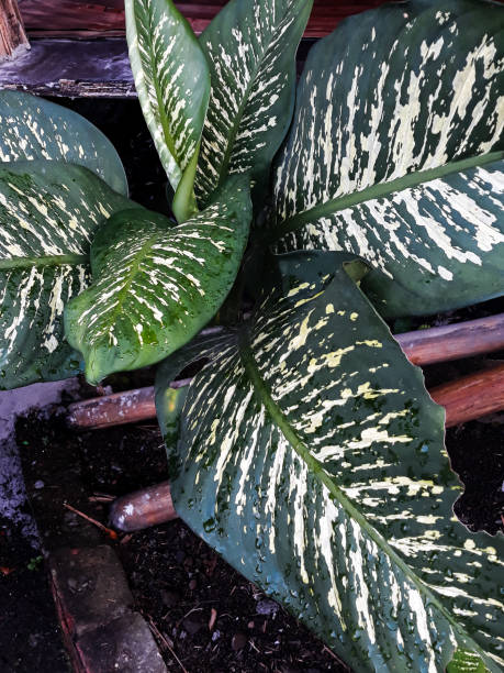 istock Dieffenbachia seguine Plant 1428739634