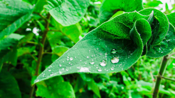 istock Green plant leaves with blurred background. natural environment 1428739859