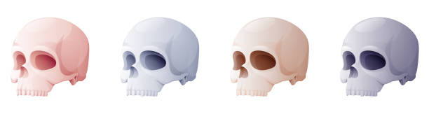 istock Set of skulls on a white background. Cartoon vector illustration for Halloween holiday. Terrible and terrible holiday symbol. 1428741149