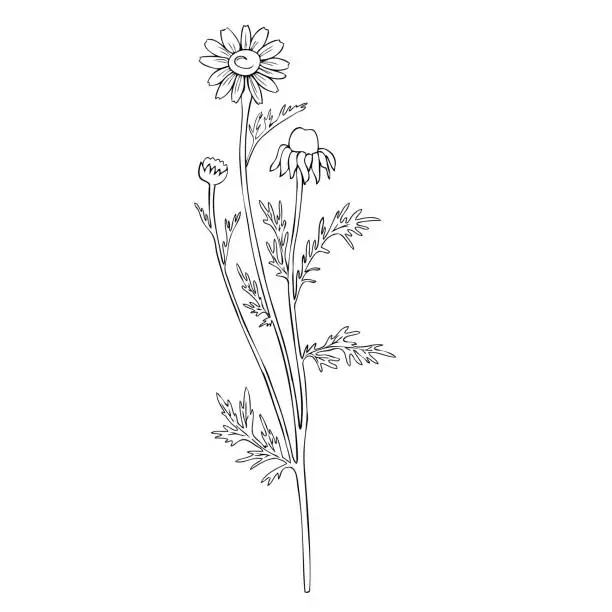 Vector illustration of Chamomile wild field flower isolated on white background botanical hand drawn line art daisy sketch vector doodle illustration for design package tea, cosmetic, natural medicine, greeting card