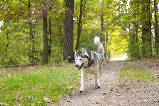 Siberian Husky runs along a forest path. The dog walks in the forest.