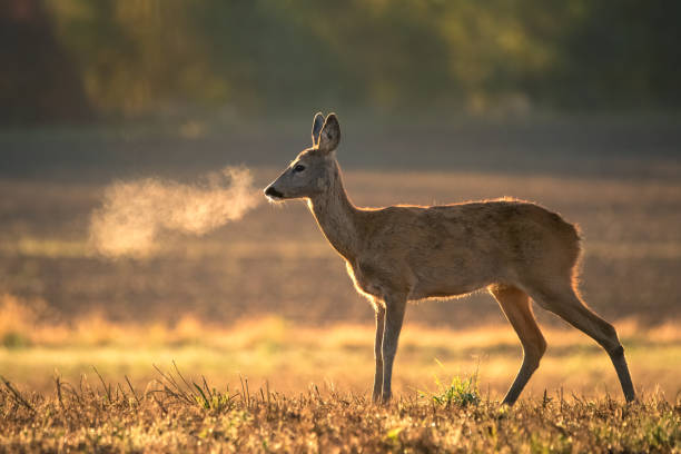istock Wild female roe deer, backlit by warm early morning sunlight 1428742185