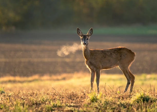 capriolo innocente, capreolus capreolus, cerbiatta di fronte alla macchina fotografica sul prato all'inizio della mattina d'estate con erba verde bagnata dalla rugiada e nebbia leggera che crea un'atmosfera tranquilla. - capriolo foto e immagini stock