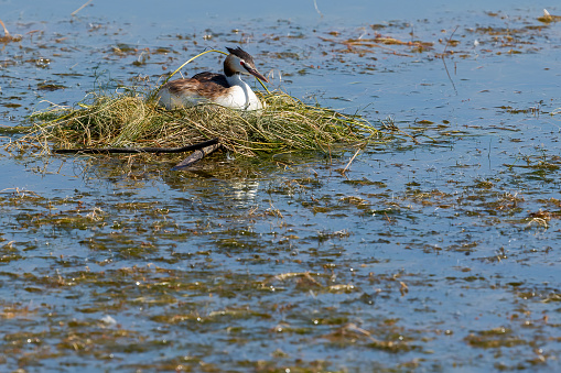 Great Crested Grebe in nest at Mogan Lake (Golbasi Lake)