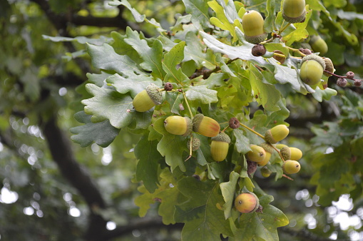 A focussed view of a number of acorns growing on an oak tree