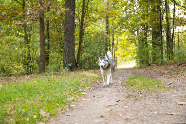 siberian husky corre lungo un sentiero forestale. - footpath single lane road green tree foto e immagini stock