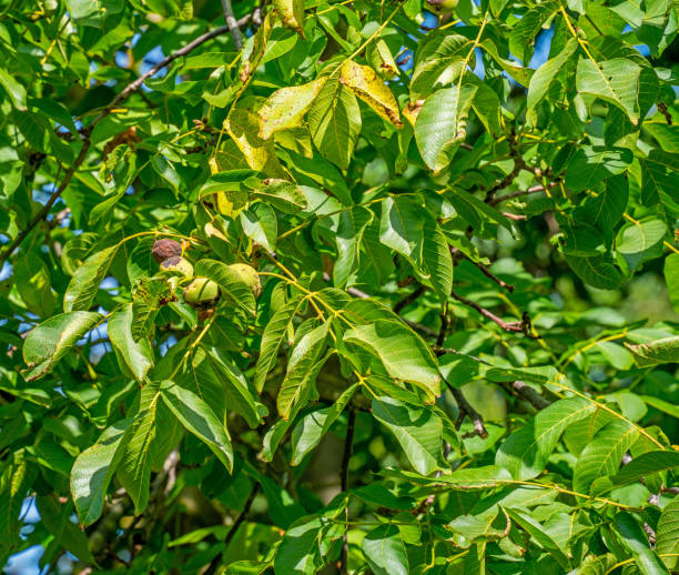 nahaufnahme von englischen walnüssen in einem baum (juglans regia) - english walnut stock-fotos und bilder