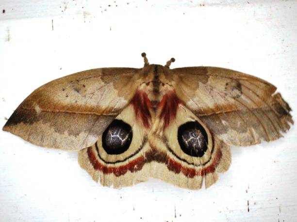 Saturniid moth (family Saturniidae) stock photo