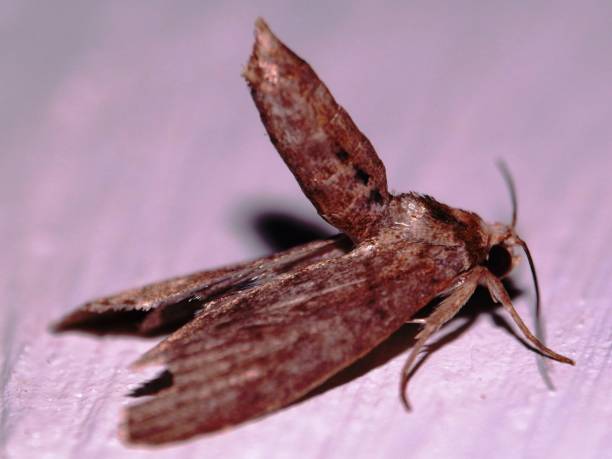 istock Cup Moth Family Limocodidae 1428744981