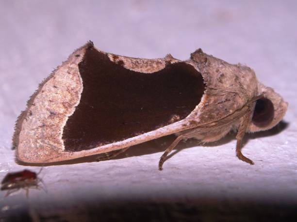 istock Cup Moth Family Limocodidae 1428745059