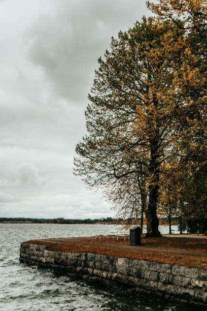 Autumn in the park and island. Trees with colorful leaves