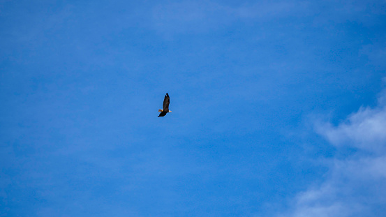 A Bald eagle with open wings flying above the green field