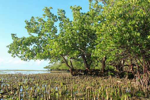 Mangrove forests are specific plant formations and usually grow and develop in sandy areas of the tropics and subtropics.