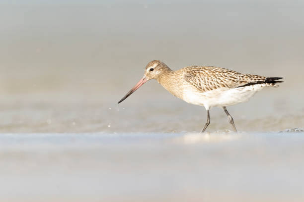 istock A bar-tailed godwit (Limosa lapponica) foraging during fall migration on the beach. 1428755079