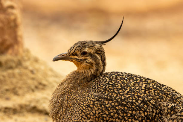 head of an elegant crested tinamou (Eudromia elegans) isolated on a natural desert background head of an elegant crested tinamou (Eudromia elegans) isolated on a natural desert background eudromia elegans stock pictures, royalty-free photos & images