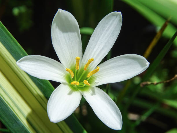 istock THE WATER LILY FLOWER 1428756893